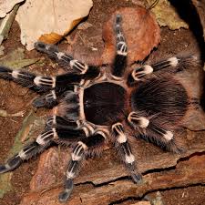 Znalezione obrazy dla zapytania geniculata