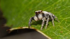 Attēlu rezultāti vaicājumam “Evarcha falcata”