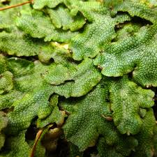 Attēlu rezultāti vaicājumam “Conocephalum”