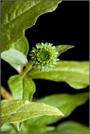 Attēlu rezultāti vaicājumam “Echinacea purpurea bud”