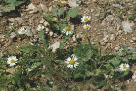 Attēlu rezultāti vaicājumam “Tripleurospermum inodorum”