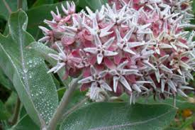 Attēlu rezultāti vaicājumam “Asclepiadaceae”