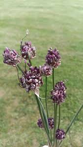 Attēlu rezultāti vaicājumam “Allium scorodoprasum leaf”