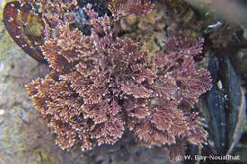 Attēlu rezultāti vaicājumam “Dienerella elongata”