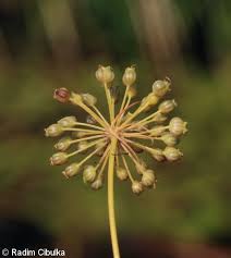 Attēlu rezultāti vaicājumam “Cicuta virosa”