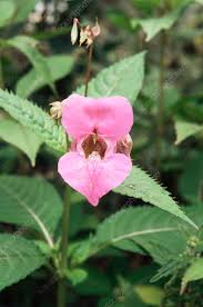 Image result for Impatiens glandulifera