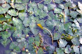 Attēlu rezultāti vaicājumam “Trapaceae”