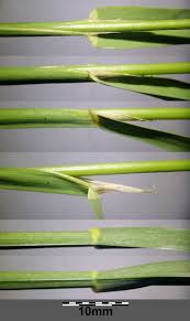 Attēlu rezultāti vaicājumam “Dactylis glomerata subsp. glomerata”