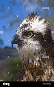 Image result for Pandion haliaetus