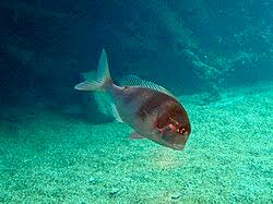 Image result for Chrysoblephus laticeps