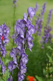 Attēlu rezultāti vaicājumam “Aconitum napellus flower”