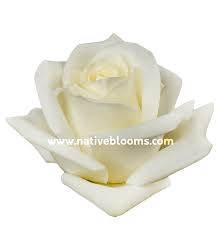 Image result for White Rose Polo Club