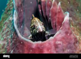 Image result for Dermatolepis inermis