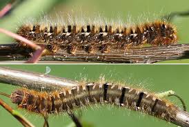 Attēlu rezultāti vaicājumam “Lasiocampa quercus imago”