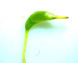 Attēlu rezultāti vaicājumam “Hygroamblystegium varium”