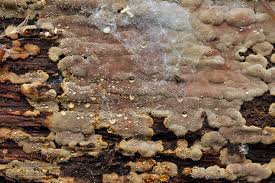 Attēlu rezultāti vaicājumam “Xylobolus frustulatus”