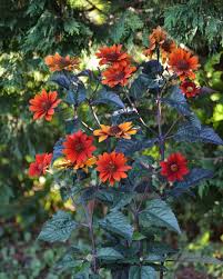 Image result for Heliopsis scabra