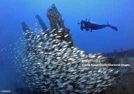 Image result for Scuba Skooling