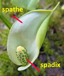 Attēlu rezultāti vaicājumam “Calla palustris flower”