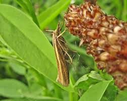Attēlu rezultāti vaicājumam “Agriphila tristella”