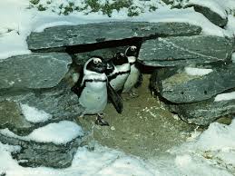 Image result for Spheniscus demersus