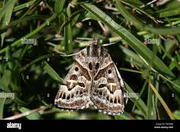 Attēlu rezultāti vaicājumam “Callistege mi”