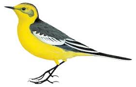 Attēlu rezultāti vaicājumam “Motacilla citreola male”