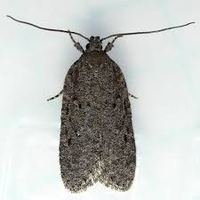 Attēlu rezultāti vaicājumam “Depressariidae”