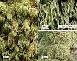 Attēlu rezultāti vaicājumam “Isothecium alopecuroides”