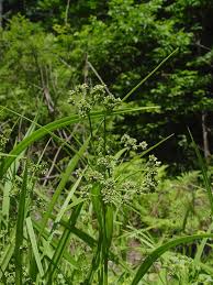 Attēlu rezultāti vaicājumam “Scirpus sylvaticus fruit”
