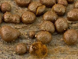 Attēlu rezultāti vaicājumam “Dianema nivale”