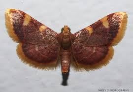 Attēlu rezultāti vaicājumam “Hypsopygia costalis”