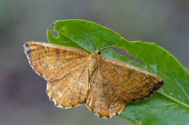 Attēlu rezultāti vaicājumam “Angerona prunaria”