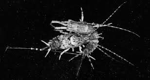 Attēlu rezultāti vaicājumam “Machilidae”