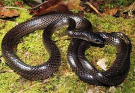 Attēlu rezultāti vaicājumam “Tettigoniodea”