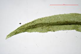 Attēlu rezultāti vaicājumam “Dichodontium pellucidum”