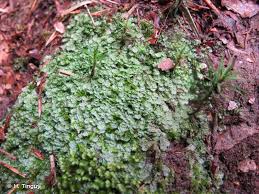 Attēlu rezultāti vaicājumam “Calypogeia azurea”