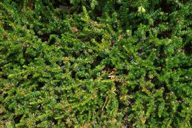 Attēlu rezultāti vaicājumam “Empetrum nigrum”