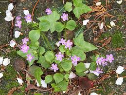 Attēlu rezultāti vaicājumam “Claytonia sibirica flower”