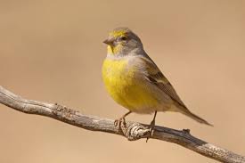 Image result for Carduelis citrinella