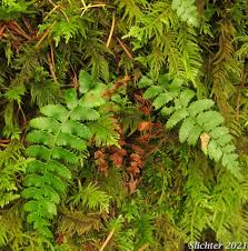 Attēlu rezultāti vaicājumam “Polystichum lonchitis”