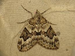 Attēlu rezultāti vaicājumam “Thera variata”