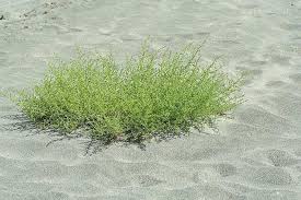 Attēlu rezultāti vaicājumam “Salsola kali”