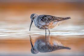 Attēlu rezultāti vaicājumam “Calidris ferruginea”