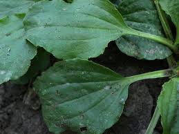 Attēlu rezultāti vaicājumam “Plantago major leaf”
