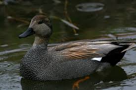 Attēlu rezultāti vaicājumam “Anas strepera”