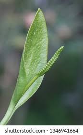 Attēlu rezultāti vaicājumam “Ophioglossum vulgatum”