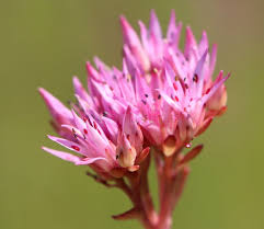 Attēlu rezultāti vaicājumam “Phedimus spurius flower”