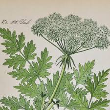 Attēlu rezultāti vaicājumam “Libanotis montana flower”