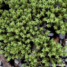 Attēlu rezultāti vaicājumam “Honckenya peploides fruit”